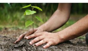 Lire la suite à propos de l’article « Le verger athois », le pari d’une forêt comestible et partagée à Ath.